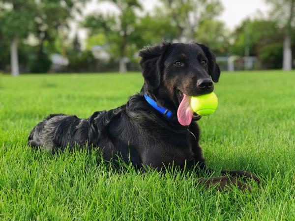 /Images/uploads/Humane Society of Utah/HSUCalendar2019/entries/7214thumb.jpg